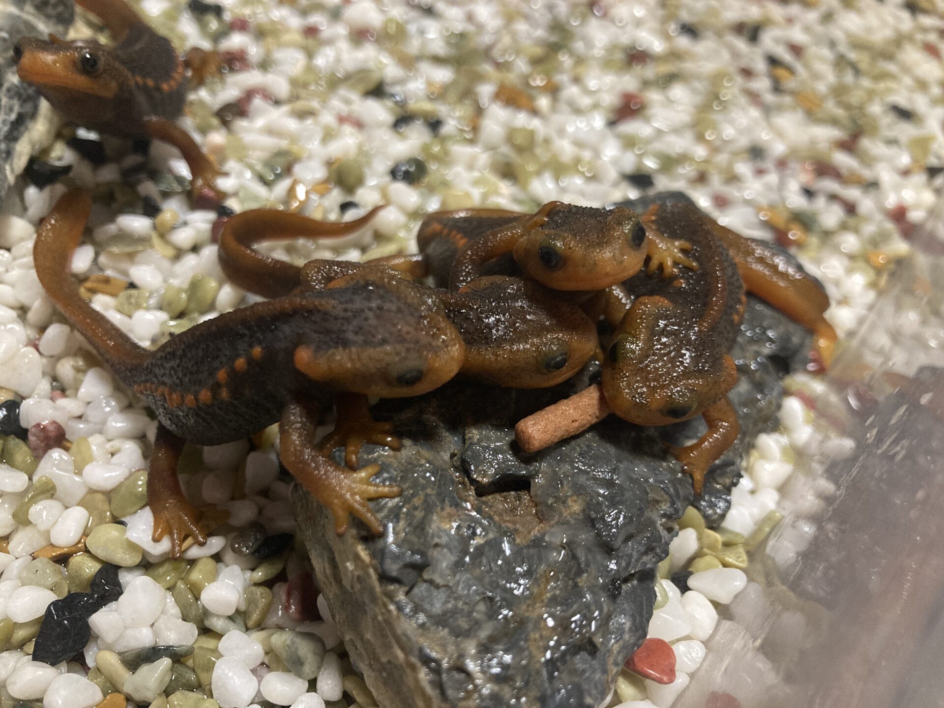 コメントする コメントをキャンセル